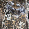 Philipp Plein T-Shirt Tiger – Bild 3